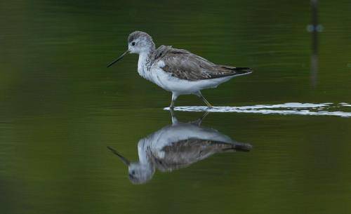 Marsh Sandpiper