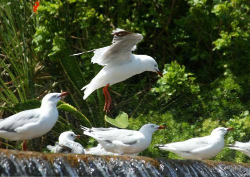 Silver Gull