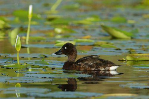 White eyed Duck (Hardhead)