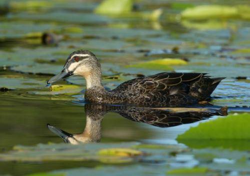 Pacific Black Duck