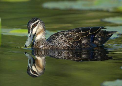 Pacific Black Duck