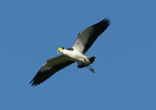 Masked Lapwing