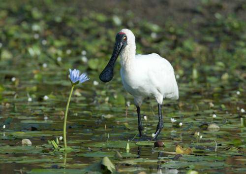 Royal Spoonbill