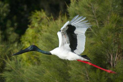 Black necked Stork