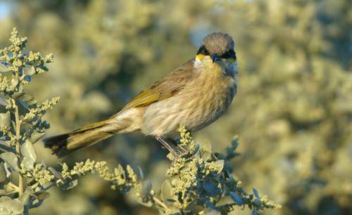 Singing Honeyeater