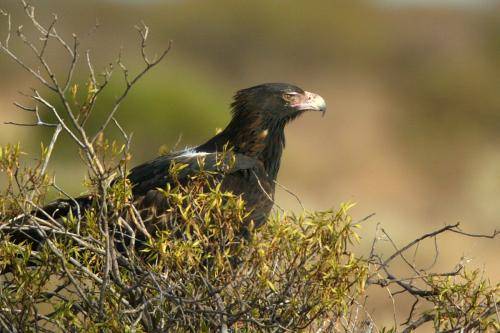 Wedge tailed Eagle