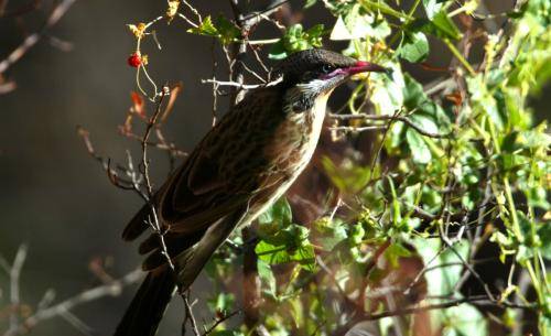 Spiny cheeked Honeyeater