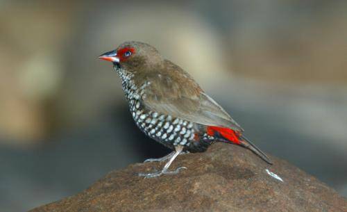 Painted Finch