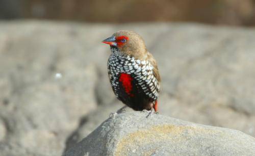 Painted Finch