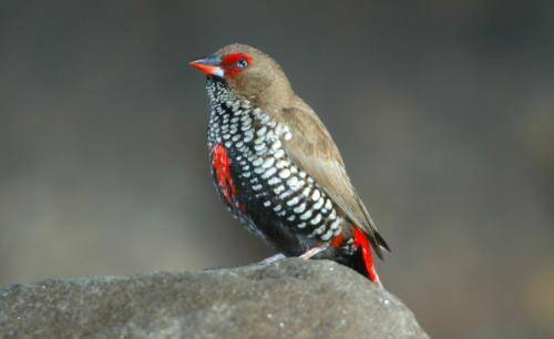 Painted Finch