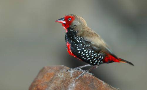 Painted Finch
