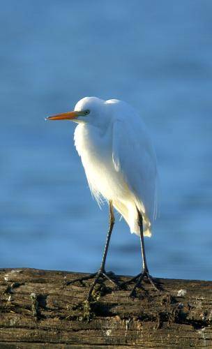 Intermediate Egret