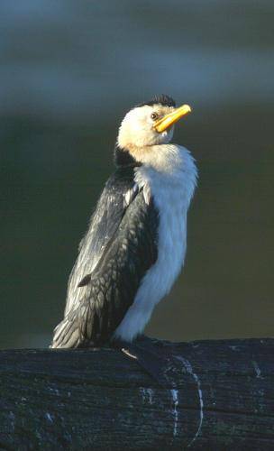 Little pied Cormorant