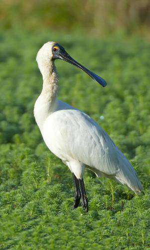 Royal Spoonbill