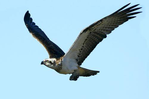 Osprey