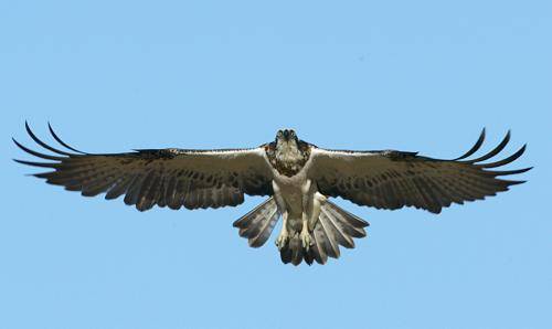 Osprey