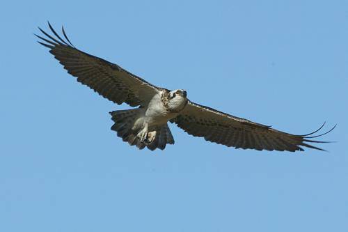 Osprey