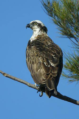 Osprey