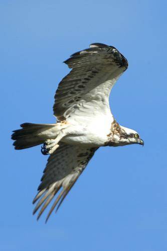 Osprey