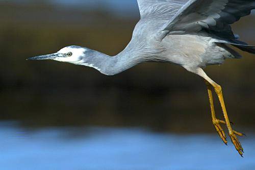 White Faced Heron