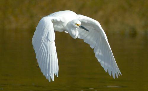 Intermediate Egret