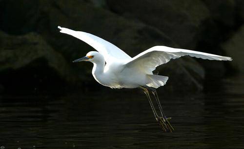 Intermediate Egret
