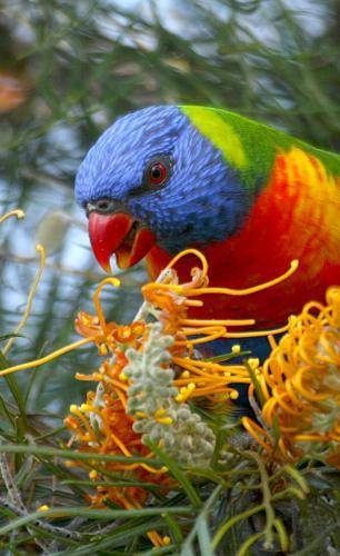 Rainbow lorikeet
