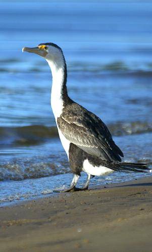 Pied Cormorant