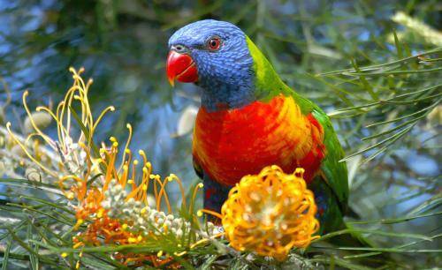 Rainbow lorikeet