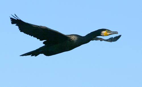 Great Cormorant