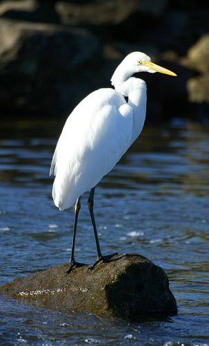 Great Egret