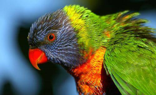 Rainbow lorikeet