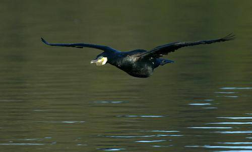 Great Cormorant