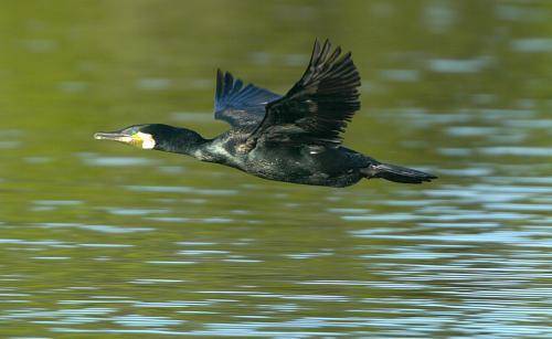Little black Cormorant