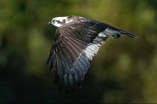 Osprey
