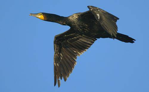 Great Cormorant