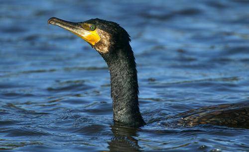Great Cormorant