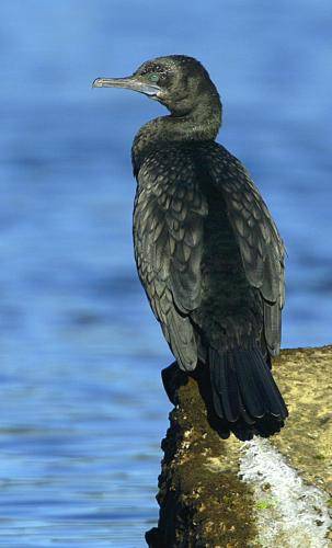 Little black Cormorant