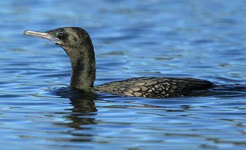 Little black Cormorant