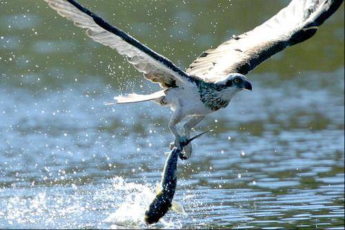 Osprey