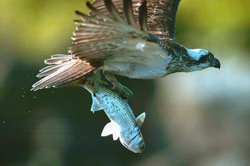 Osprey