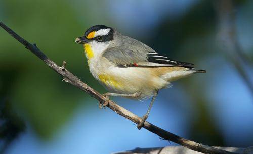 Striated Pardalote