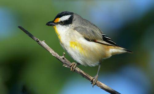 Striated Pardalote