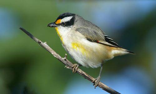 Striated Pardalote