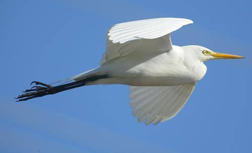 Intermediate Egret