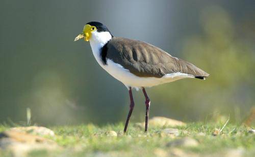 Masked Lapwing