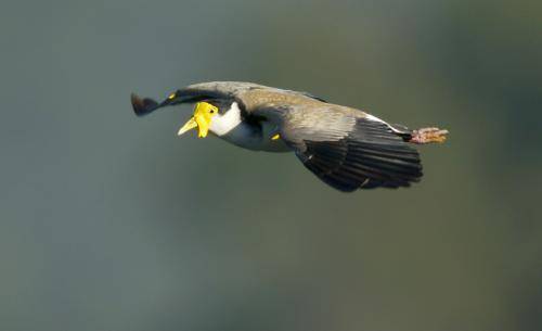 Masked Lapwing