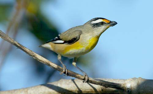 Striated Pardalote