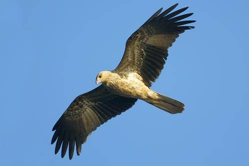 Whistling kite