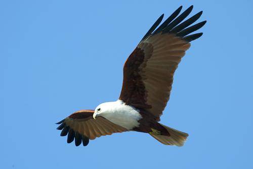 Brahminy Kite